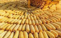 玉米市场“一夜大变”！冰火两重天产区分化加剧