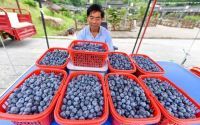 蓝莓疯狂抢购！销量暴涨1100%，成为“浆果之王”