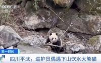 巡护员偶遇野生大熊猫，大熊猫瞥了一眼假装没看见