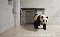 官方回应大熊猫福宝疑似被戳：确认‘福宝’状态进行的必要查体和探究
