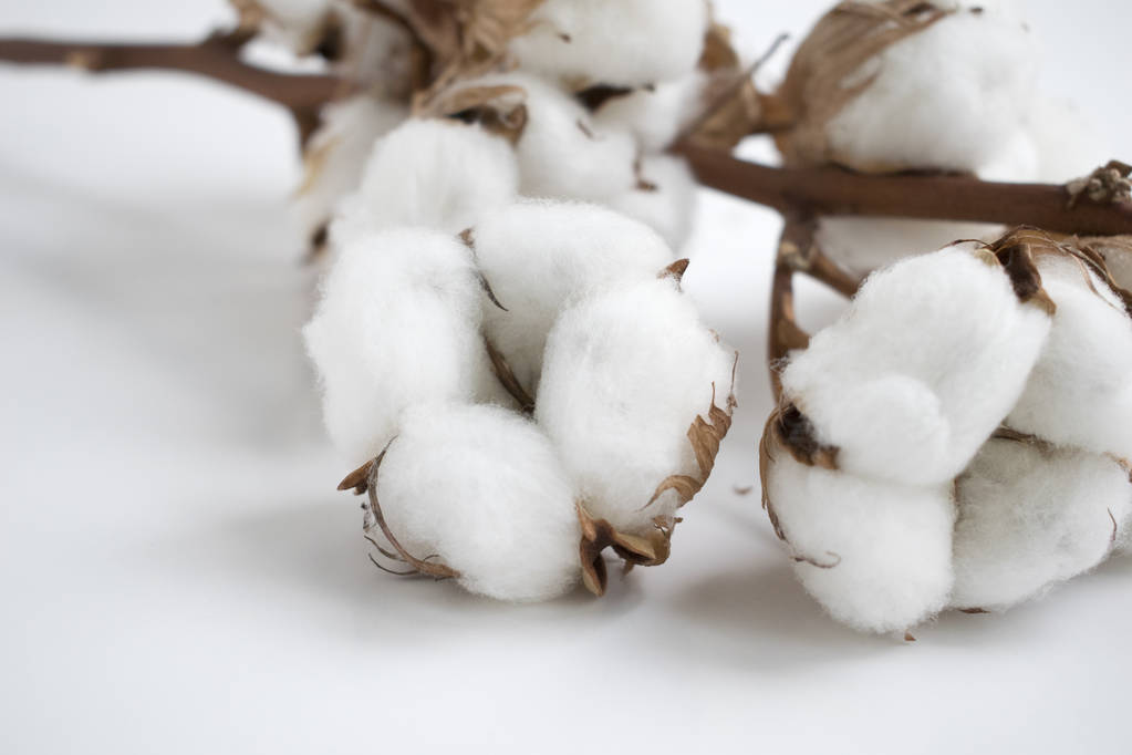 棉花全体成长进展提早 未来棉价仍将易涨难跌