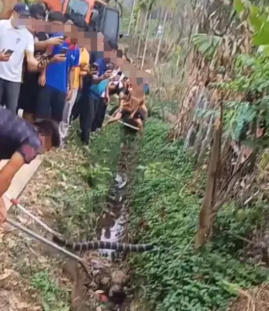海南一村民被毒蛇咬死 消防员合力捕杀眼镜王蛇