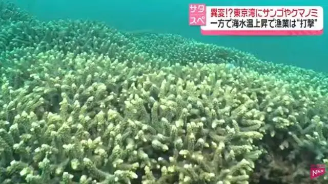 日本东京湾生态系统“怪异景象”：珊瑚礁疯长