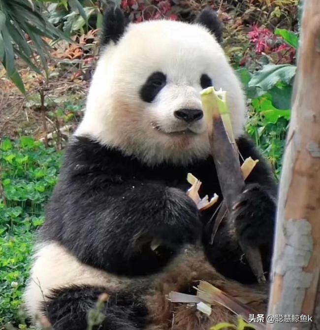 大熊猫北辰悄悄爬上桌把特供“乒乓球”给吃了…其实是苹果啦