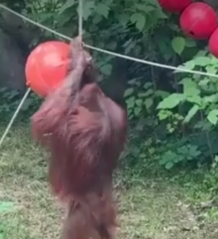红山森林动物园大猩猩健身视频走红