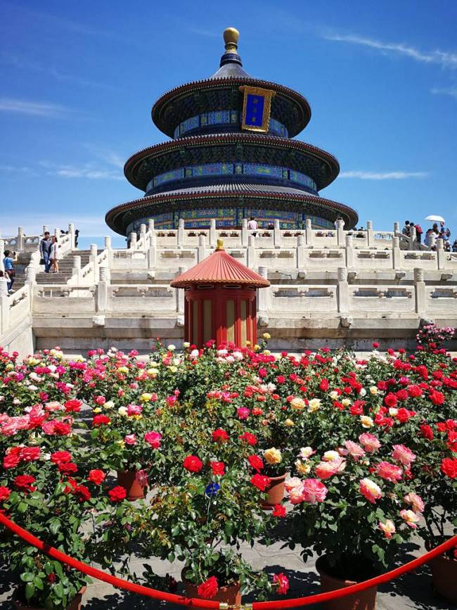 北京天坛公园月季花海绽放 迎客来感受芳香之美