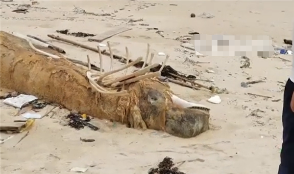 海南海滩现两米骨架不明生物尸体 渔民指认或为花猫鲨
