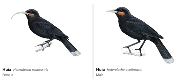 新西兰灭绝鸟类羽毛拍卖创纪录 20多万人民币一根