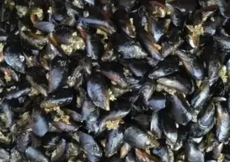 秦皇岛海虹食品安全警示！麻痹性贝类毒素超标，近期不宜食用
