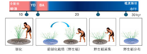 惊！水稻起源地竟然是中国，科学家最新研究揭秘