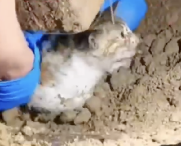 福州大学流浪狗挖出小猫咪，拯救生命感动众人 第1张