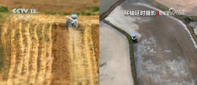 河南信阳：三夏季节，稻麦共生的美丽田园景象