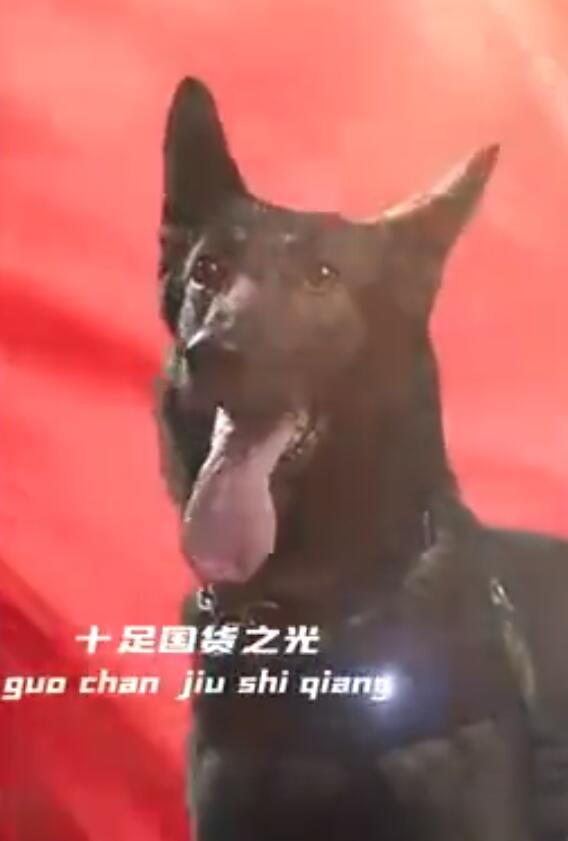 只有中国人才能看懂的散装英文 警方发布高奢警犬宣传片