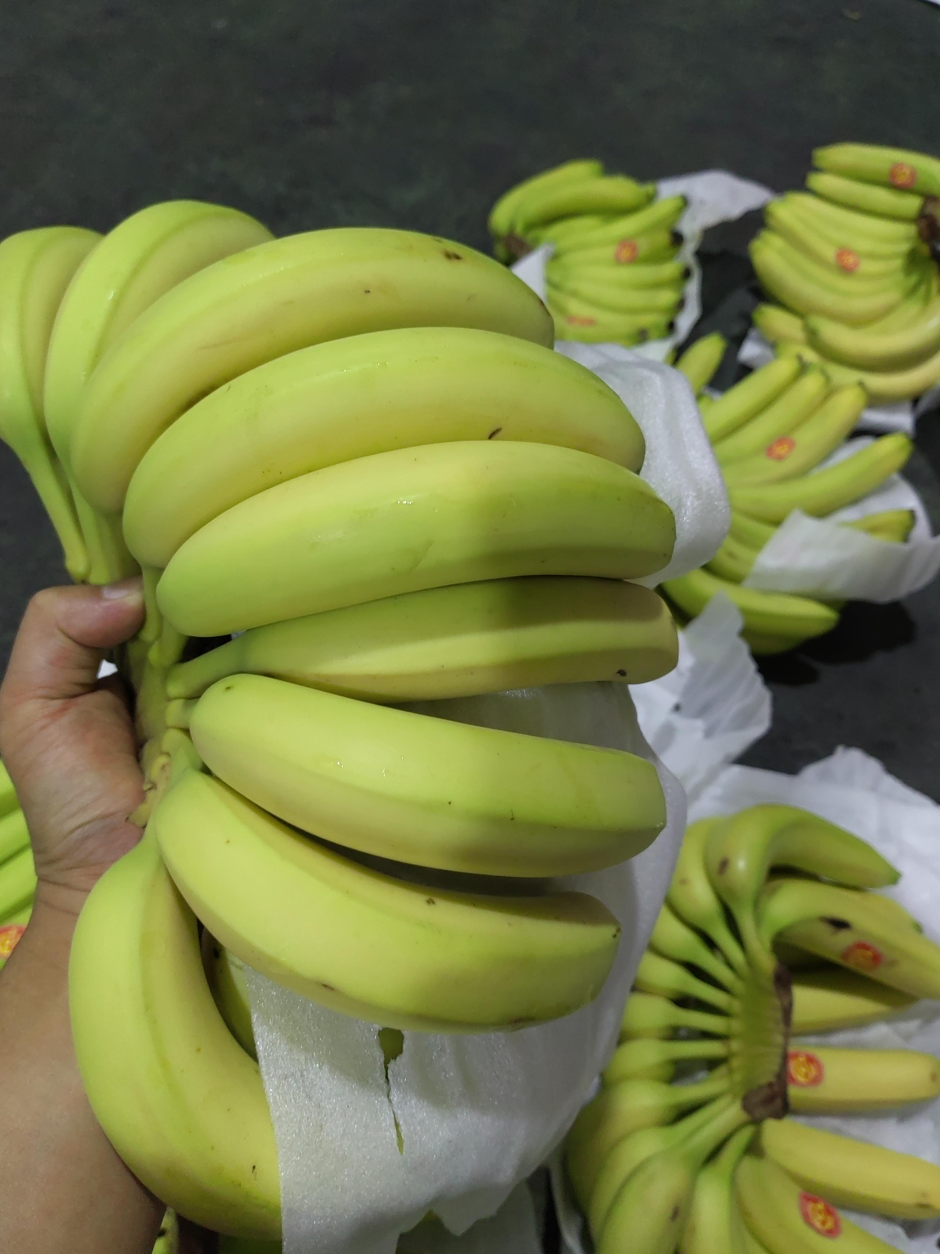 不再是第一！菲律宾香蕉对华出口锐减 第1张