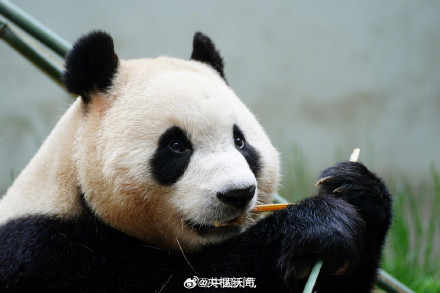 看福宝的最佳时间来了 2024年熊猫福宝对外开放时间每天几点