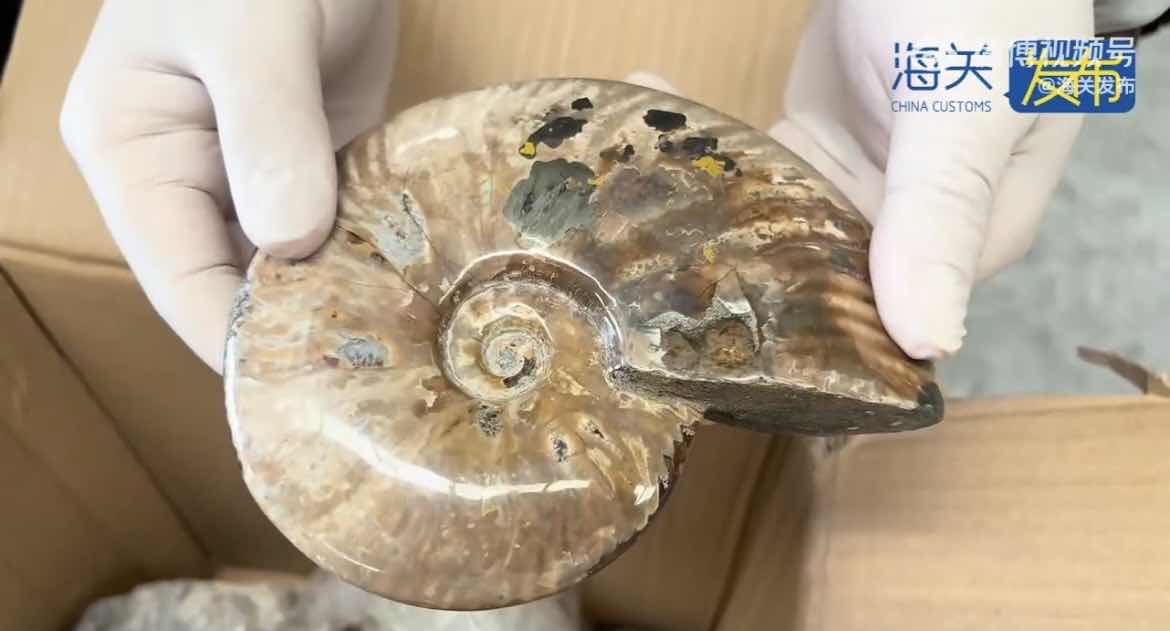 古生物化石头足类菊石在出口货物中被查获，引发关注 第1张