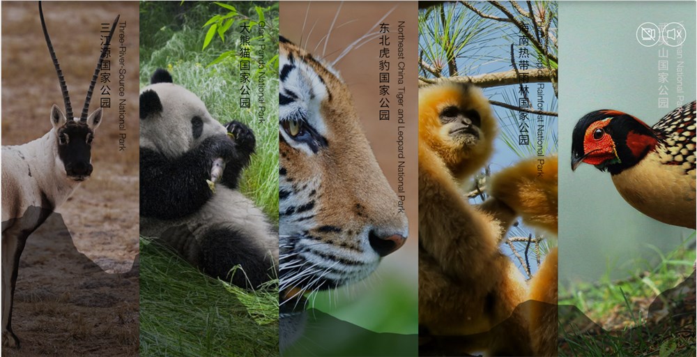 “奋斗熊猫”入驻QQ浏览器成网友上班搭子和导游 第3张