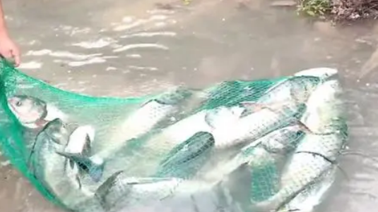 梅州暴雨后数百亩农田被淹，村民捞起数百斤大鱼引发抢捕热潮
