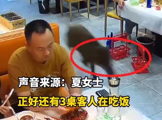 南京深夜奇遇：野猪突袭烧烤店，惊险追逐全程曝光